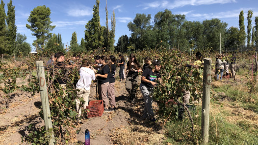imagen Egresados: el vino con el que la Escuela de Agricultura celebra sus 70 años